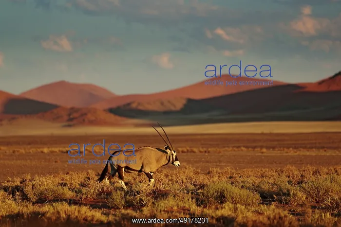 : Gemsbok with orange sand dune evening sunset : Gemsbok with orange sand dune evening sunset