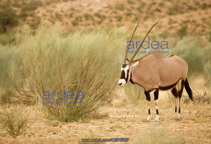  : Gemsbok  /  Oryx - In a Dry River Bed
