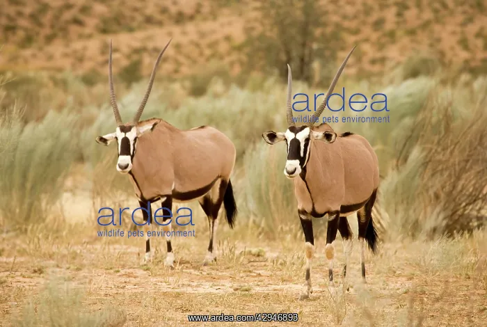 : Gemsbok / Oryx - In a Dry River Bed : Gemsbok / Oryx - In a Dry River Bed