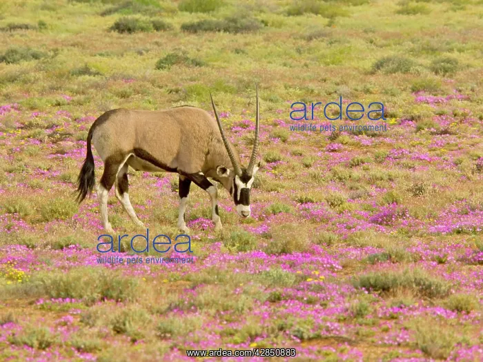 : Gemsbok / Oryx - among flowers in a wet spring : Gemsbok / Oryx - among flowers in a wet spring