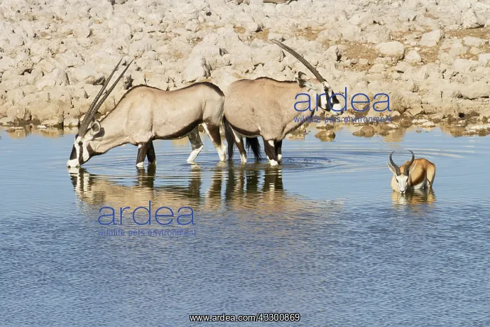 : Gemsbok (Oryx gazella) and lone Springbok (Anti : Gemsbok (Oryx gazella) and lone Springbok (Anti
