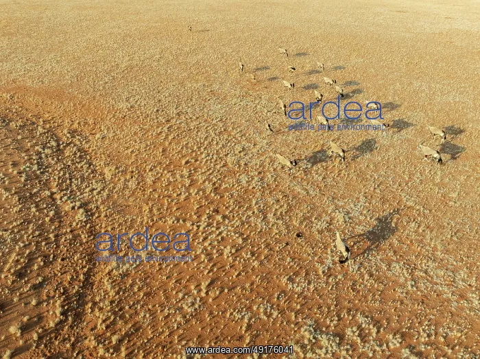 : Gemsbok (Oryx gazella). Roaming an arid plain at the edge of the Namib Desert : Gemsbok (Oryx gazella). Roaming an arid plain at the edge of the Namib Desert