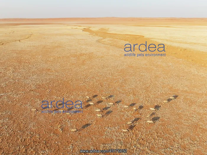 : Gemsbok (Oryx gazella). Roaming an arid plain at the edge of the Namib Desert : Gemsbok (Oryx gazella). Roaming an arid plain at the edge of the Namib Desert