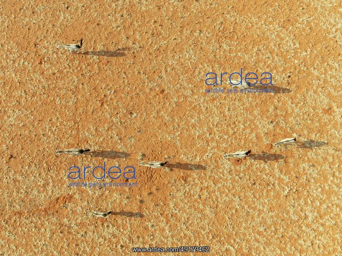 : Gemsbok (Oryx gazella). Roaming an arid plain at the edge of the Namib Desert : Gemsbok (Oryx gazella). Roaming an arid plain at the edge of the Namib Desert
