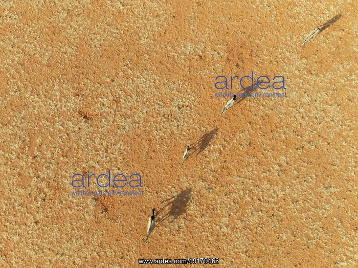 : Gemsbok (Oryx gazella). Roaming an arid plain at the edge of the Namib Desert : Gemsbok (Oryx gazella). Roaming an arid plain at the edge of the Namib Desert