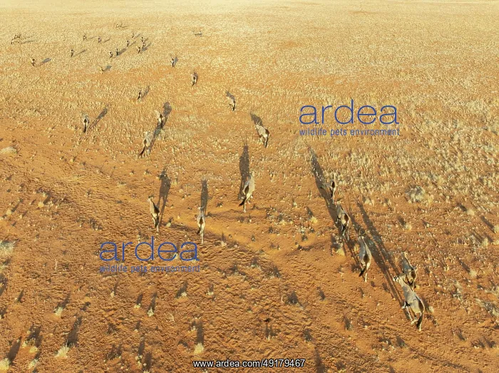 : Gemsbok (Oryx gazella). Roaming an arid plain at the edge of the Namib Desert : Gemsbok (Oryx gazella). Roaming an arid plain at the edge of the Namib Desert
