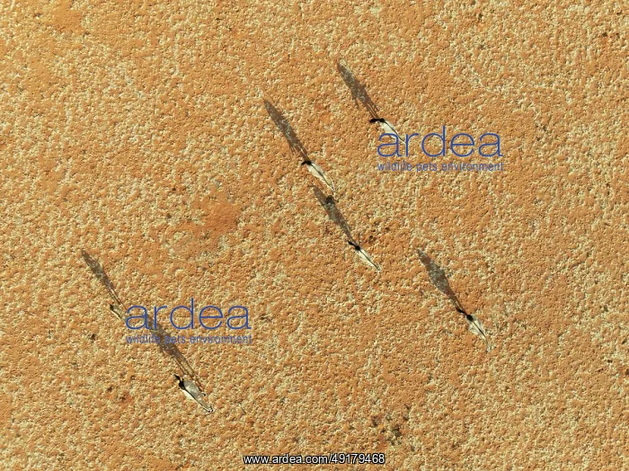 : Gemsbok (Oryx gazella). Roaming an arid plain at the edge of the Namib Desert : Gemsbok (Oryx gazella). Roaming an arid plain at the edge of the Namib Desert
