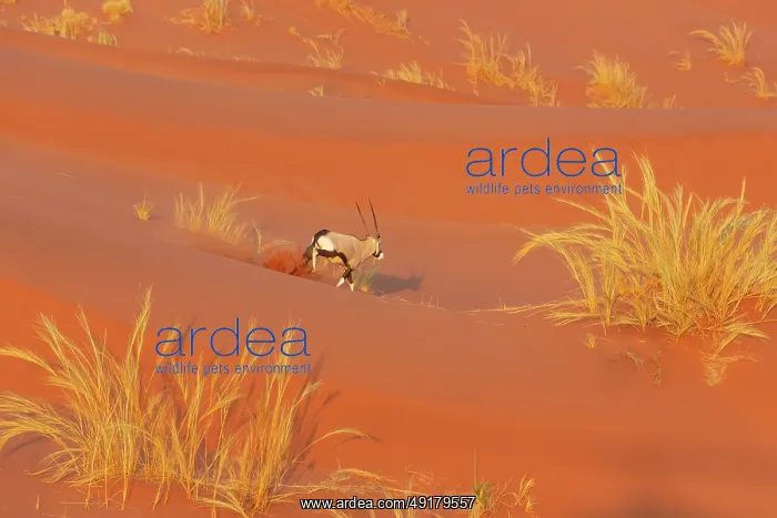 : Gemsbok (Oryx gazella). Roaming the dunes of the Namib Desert : Gemsbok (Oryx gazella). Roaming the dunes of the Namib Desert