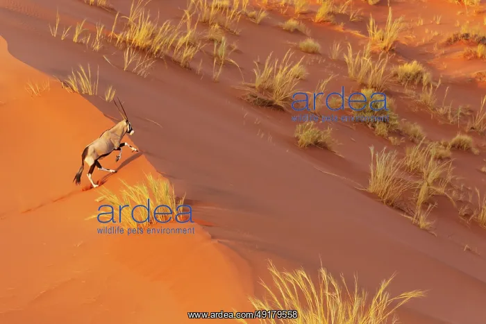 : Gemsbok (Oryx gazella). Roaming the dunes of the Namib Desert : Gemsbok (Oryx gazella). Roaming the dunes of the Namib Desert