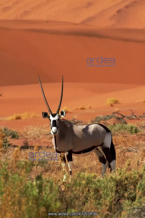 : Gemsbok (Oryx gazella), and sand dunes : Gemsbok (Oryx gazella), and sand dunes