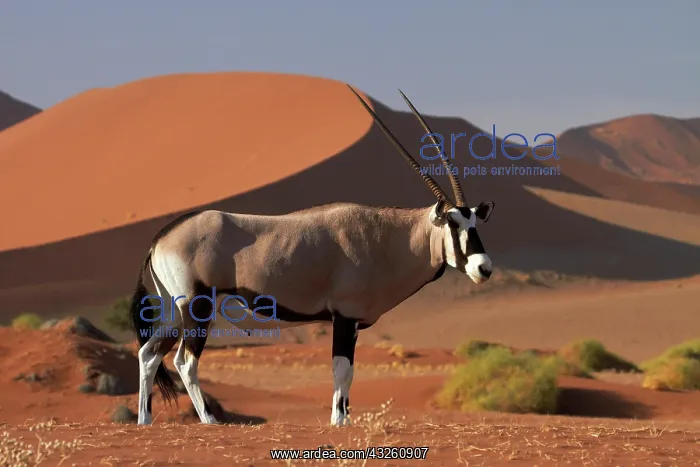 : Gemsbok (Oryx gazella), and sand dunes : Gemsbok (Oryx gazella), and sand dunes