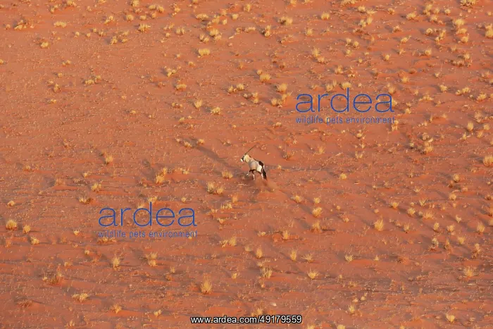 : Gemsbok (Oryx gazella). At a sandy plain in the Namib Desert : Gemsbok (Oryx gazella). At a sandy plain in the Namib Desert