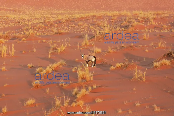 : Gemsbok (Oryx gazella). At a sandy plain in the Namib Desert : Gemsbok (Oryx gazella). At a sandy plain in the Namib Desert