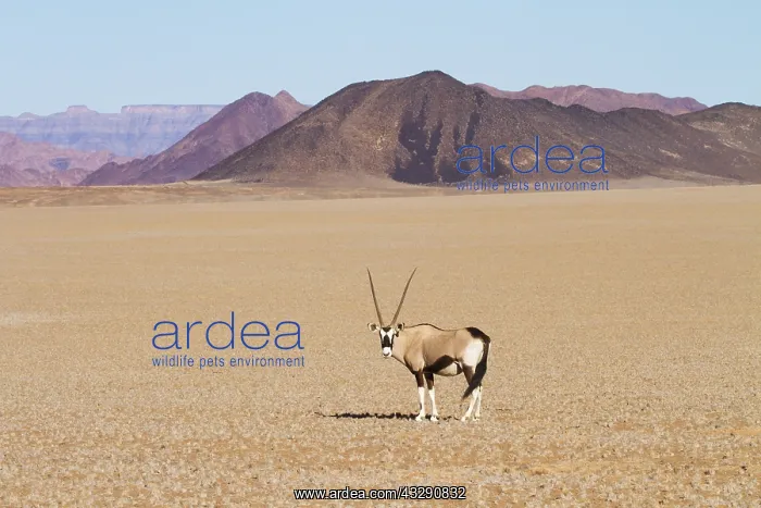 : Gemsbok (Oryx gazella) standing out in the open : Gemsbok (Oryx gazella) standing out in the open