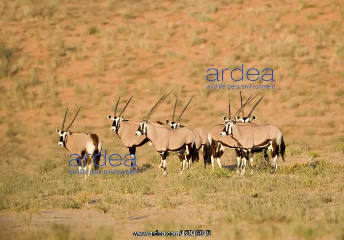 : Gemsbok / Oryx - Huddled together at the foot of a dune : Gemsbok / Oryx - Huddled together at the foot of a dune