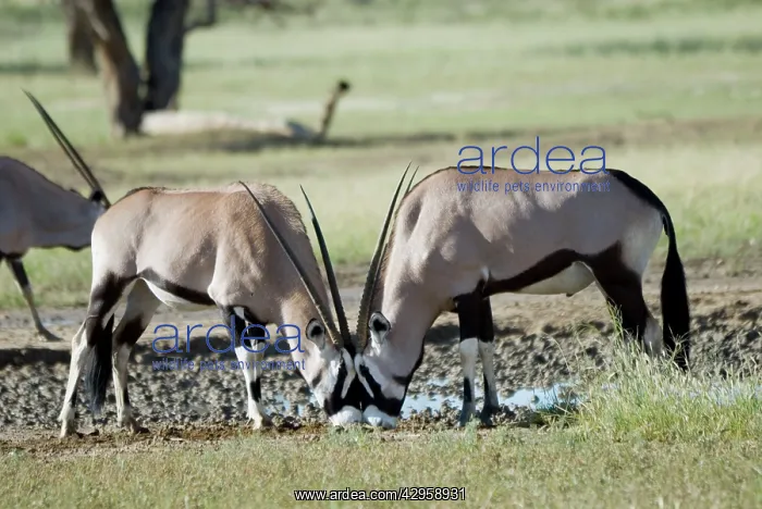 : Gemsbok / Oryx licking salt at Kwang waterhole : Gemsbok / Oryx licking salt at Kwang waterhole