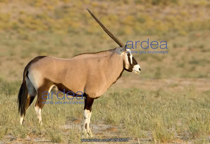 : Gemsbok / Oryx - Portrait : Gemsbok / Oryx - Portrait