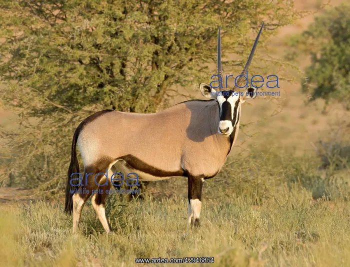 : Gemsbok / Oryx - Portrait : Gemsbok / Oryx - Portrait