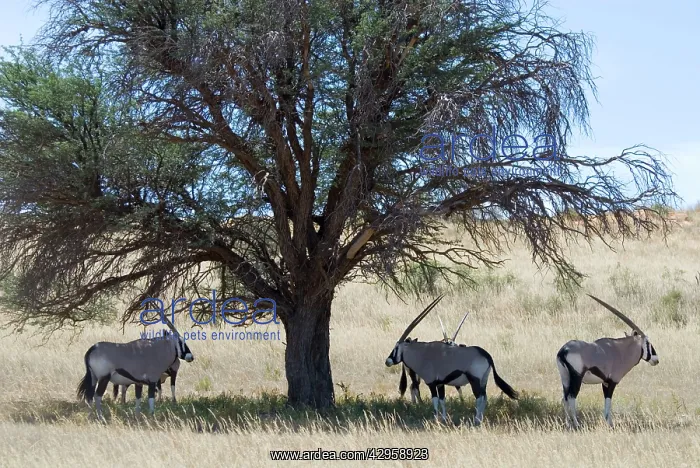 : Gemsbok / Oryx resting in shade during heat of day : Gemsbok / Oryx resting in shade during heat of day