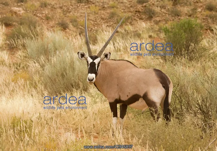 : Gemsbok / Oryx - In tall grass : Gemsbok / Oryx - In tall grass