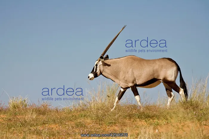 : Gemsbok / Oryx - Walking along the crest of a Kalahari Dune : Gemsbok / Oryx - Walking along the crest of a Kalahari Dune
