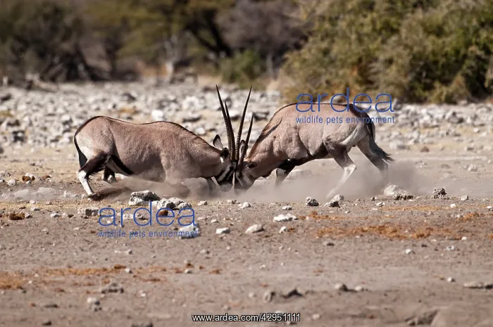 : Gemsbok - pair fighting : Gemsbok - pair fighting