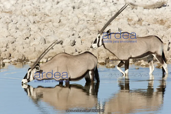 : Gemsbok pair (Oryx gazella) standing in a water : Gemsbok pair (Oryx gazella) standing in a water