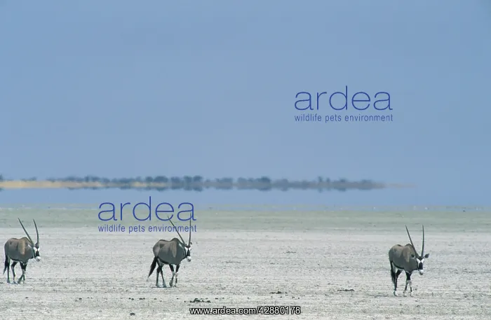: Gemsbok - Roaming at the edge of the dry Etosha Pan : Gemsbok - Roaming at the edge of the dry Etosha Pan