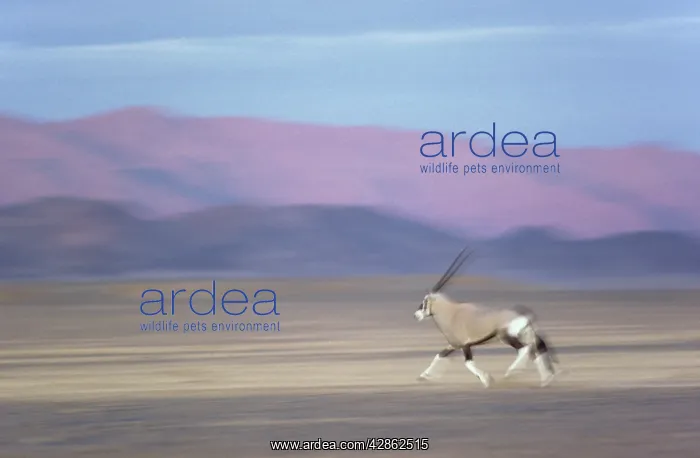: Gemsbok - running on a gravel plain in the Namib Desert : Gemsbok - running on a gravel plain in the Namib Desert