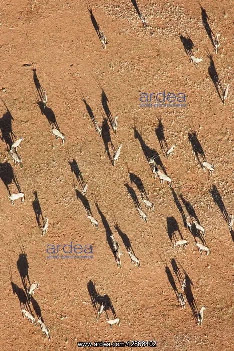 : Gemsbok - on a sandy plain at the edge of the Namib : Gemsbok - on a sandy plain at the edge of the Namib