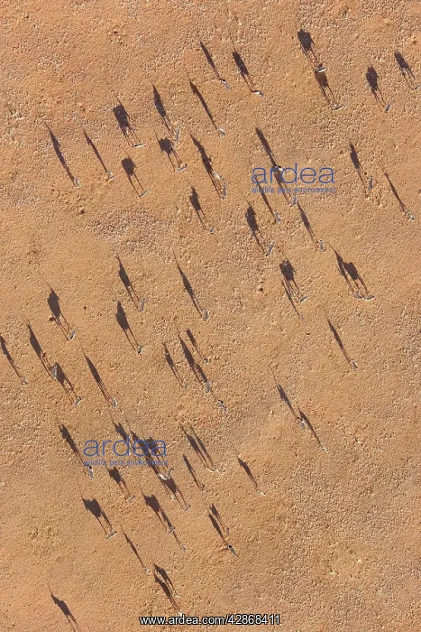 : Gemsbok - on a sandy plain at the edge of the Namib : Gemsbok - on a sandy plain at the edge of the Namib