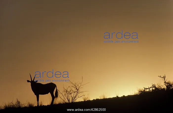: Gemsbok - silhouette at dusk : Gemsbok - silhouette at dusk