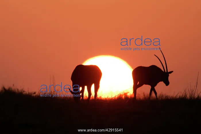 : Gemsbok - silhouette at sunset : Gemsbok - silhouette at sunset