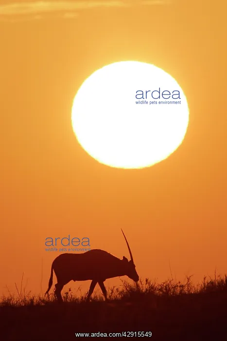 : Gemsbok - silhouette at sunset : Gemsbok - silhouette at sunset