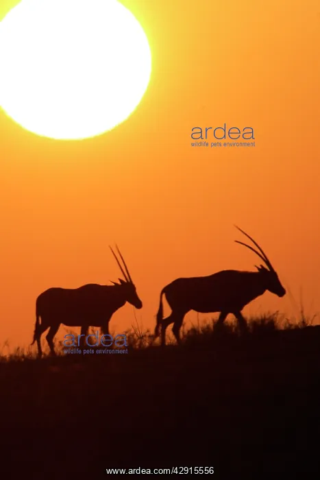 : Gemsbok - silhouette at sunset : Gemsbok - silhouette at sunset