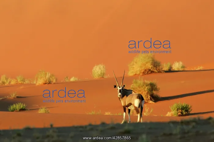  : Gemsbok - standing between red dunes in early morning light