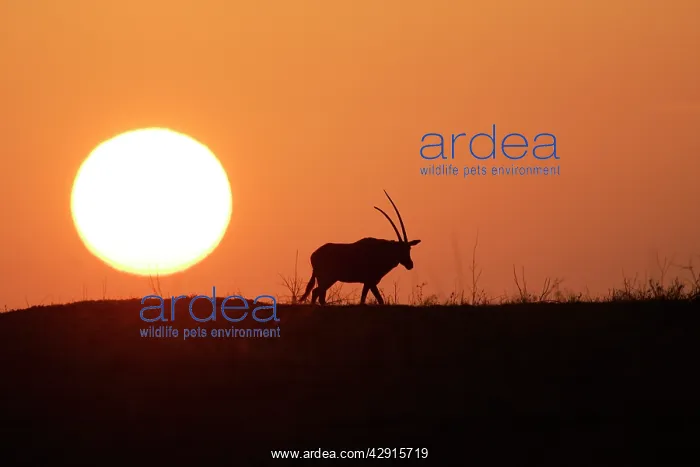 : Gemsbok - at sunset : Gemsbok - at sunset