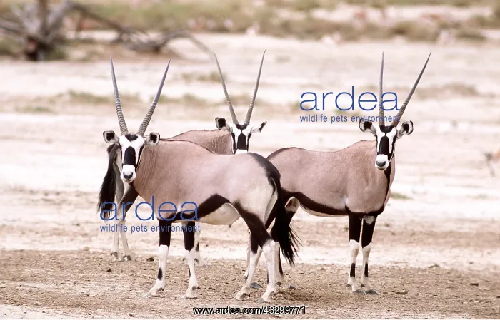 : GEMSBOK - x three : GEMSBOK - x three