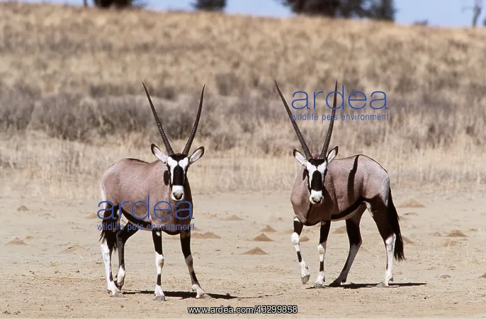 : GEMSBOK - x two : GEMSBOK - x two