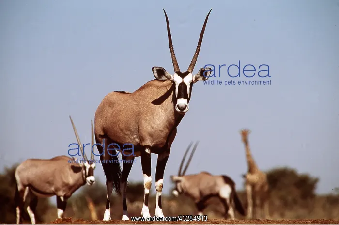 : GEMSBOK - x three and Giraffe in background : GEMSBOK - x three and Giraffe in background