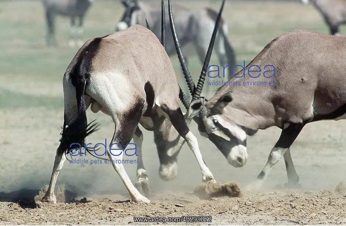 : GEMSBOK - x two, fighting : GEMSBOK - x two, fighting