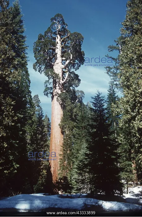 : General Grant Giant SEQUOIA / Wellingtonia / Sierra Redwood : General Grant Giant SEQUOIA / Wellingtonia / Sierra Redwood