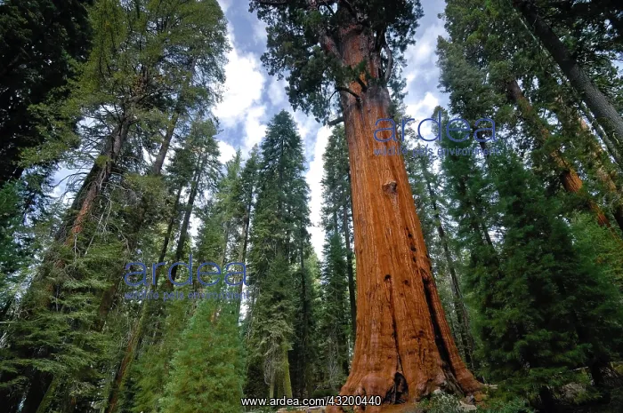 : General Sherman (275 ft or 83.8 m), the world's : General Sherman (275 ft or 83.8 m), the world's