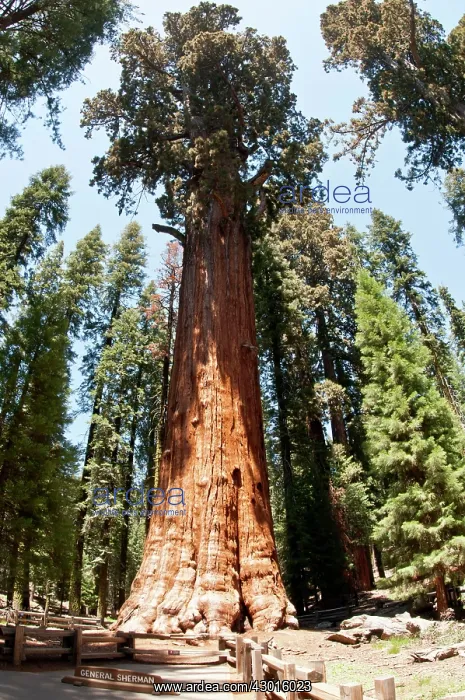  : General Sherman