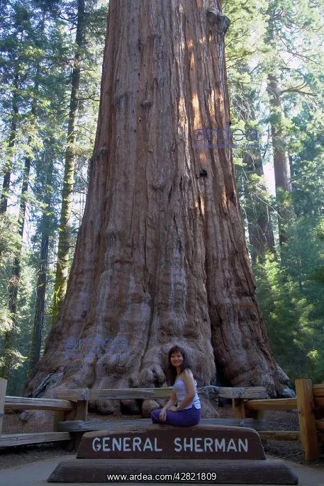  : General Sherman - a Giant Sequoia  /  Wellingtonia