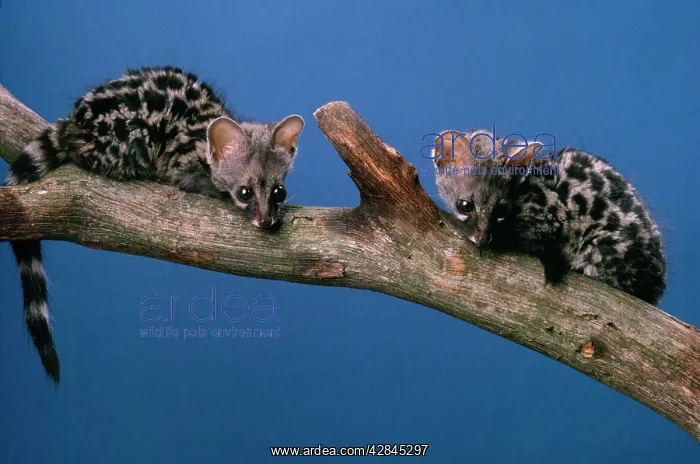  : GENET - BABIES