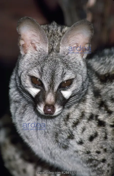 : GENET (Genetta genetta) : GENET (Genetta genetta)