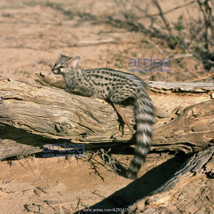  : Genet (Genetta genetta). Kalahari, Africa
