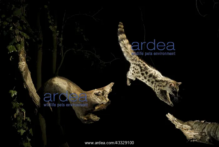 : A Genet (Genetta genetta) leap, in the middle of : A Genet (Genetta genetta) leap, in the middle of