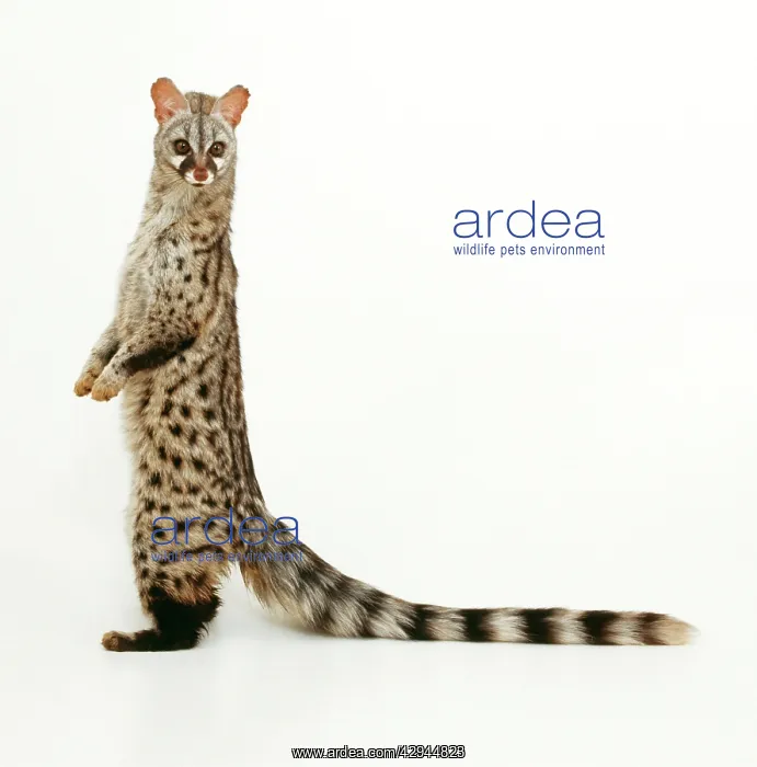  : GENET. studio shot